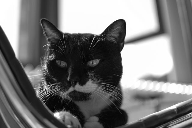 Black and white cat close-up in soft sunlight, captures serene and relaxed expression. Use for pet care brands, domestic animal features, or themes around tranquility and relaxation.