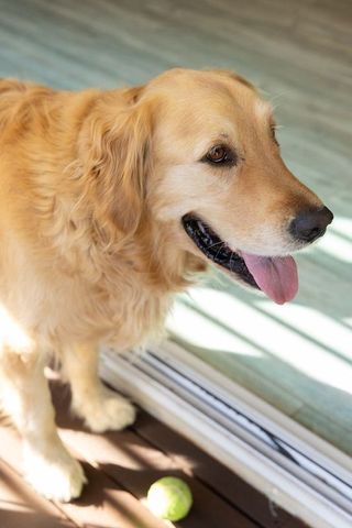 Happy golden retriever standing in sunlit doorway with tennis ball ready for fetch