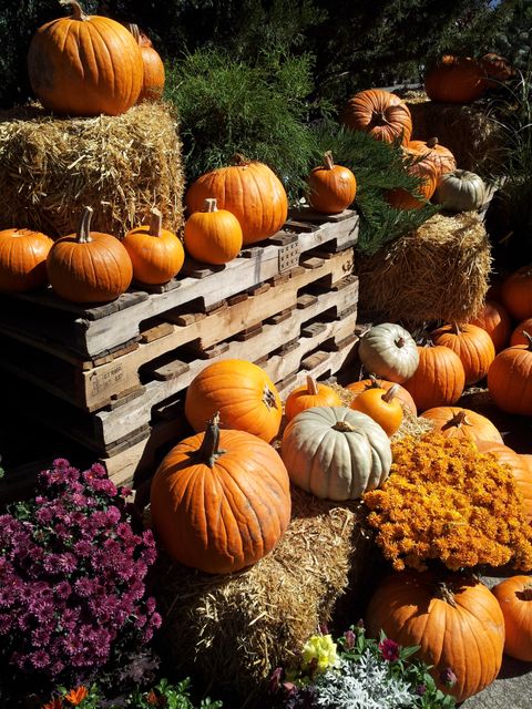 Colorful Fall Pumpkin Display with Hay Bales - Download Free Stock Photos Pikwizard.com