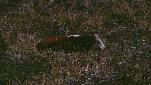 Cow resting on ground surrounded by tall, overgrown vegetation during dusk. Suitable for use in agricultural websites, nature blogs, or countryside-themed articles emphasizing rural life, pasture management, or livestock behavior.