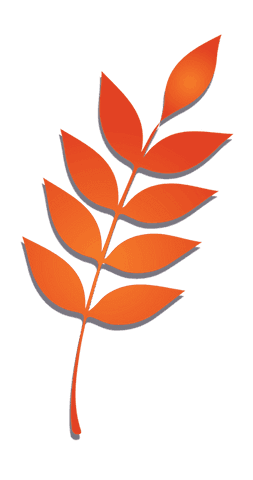 Vibrant orange leaf branch on transparent background
