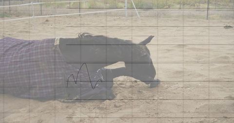 Resting dark-coated horse wearing plaid blanket on sandy arena with perimeter fencing