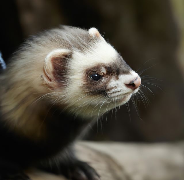 Close up of ferret lying created using generative ai technology. Nature and animal concept, digitally generated image.