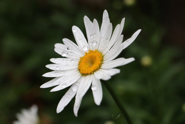 Single White Daisy with Dew Drops Against Green Blurred Background - Download Free Stock Photos Pikwizard.com