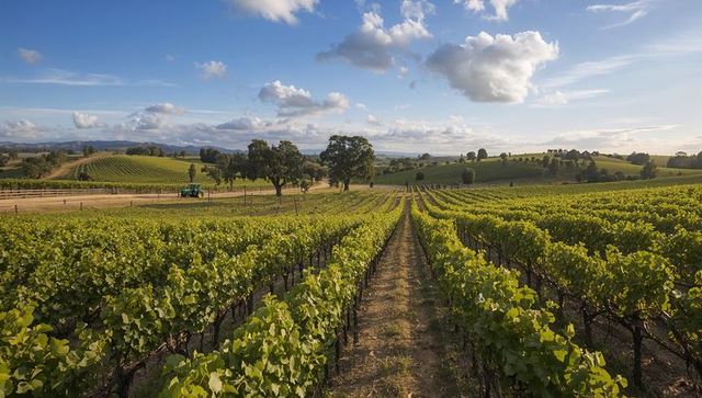 Vast Vineyard Landscape with Clouds and Greenery