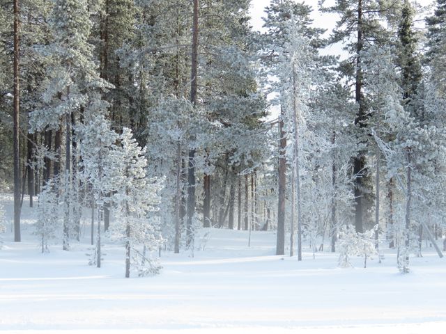 Serene Snow Covered Pine Forest in Winter Season - Download Free Stock Photos Pikwizard.com
