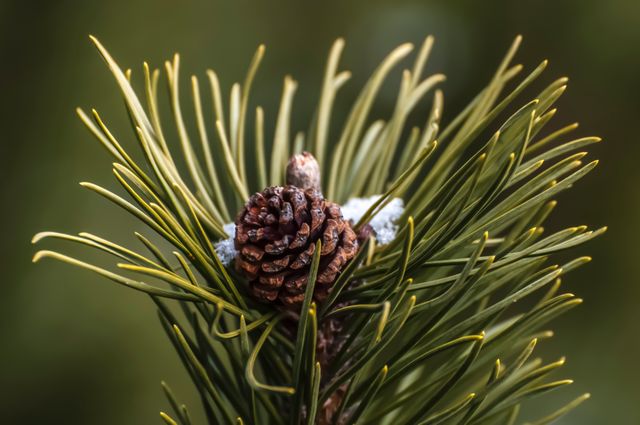 This image captures the intricate details of a pine cone nestled among green pine needles on a tree branch. The focus on the pine cone with the blurred background emphasizes its texture and structure, creating a striking visual. Ideal for use in nature articles, botanical studies, seasonal decorations, forest preservation campaigns, or as a calming natural background for presentations.