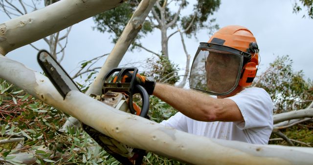 An arborist trimming a tree branch with a chainsaw while wearing full protective gear, including a hard hat and visor. This image can be used for topics related to forestry, tree removal services, safety in outdoor work, and professional arborists.