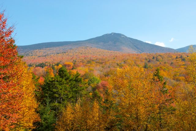 Vibrant Autumn Colors Covering Mountainous Forest Landscape - Download Free Stock Photos Pikwizard.com