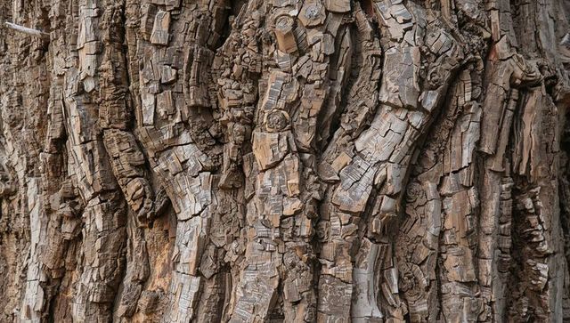 Weathered tree bark macro texture showing deep furrows, plated ridges and knot scars