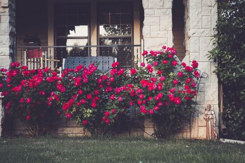 Charming Stone Porch with Vibrant Red Roses in Bloom