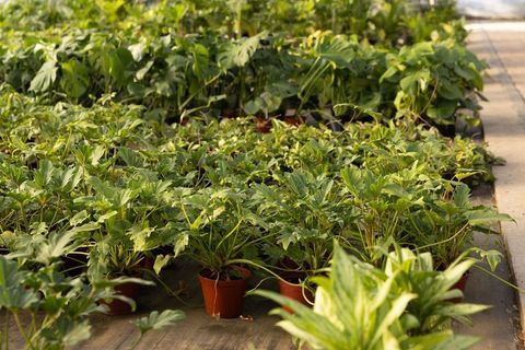 Sunlit rows of potted tropical foliage plants filling greenhouse nursery bench with aisle
