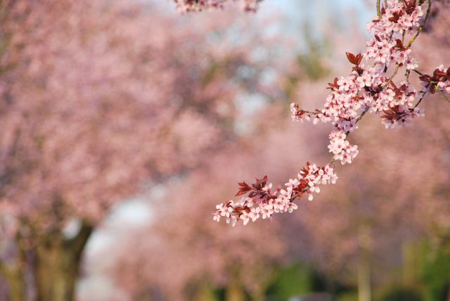 Close-up of Pink Cherry Blossoms on a Spring Day - Download Free Stock Photos Pikwizard.com