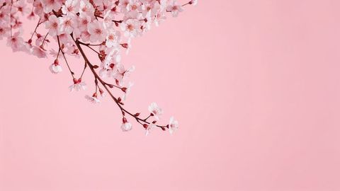 Cherry Blossom Branch Against Soft Pink Background