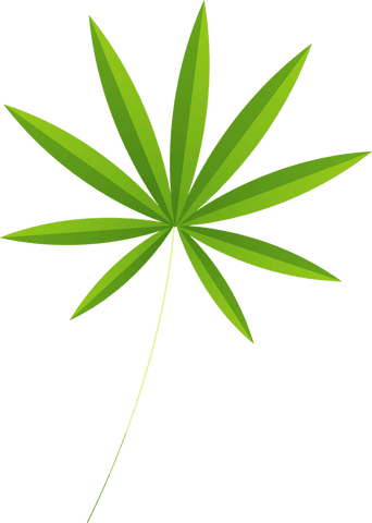 Transparent stylized green leaf illustration with pointed leaflets