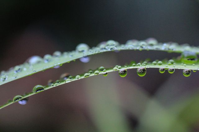 Close Up Photo of Water Drops - Download Free Stock Photos Pikwizard.com