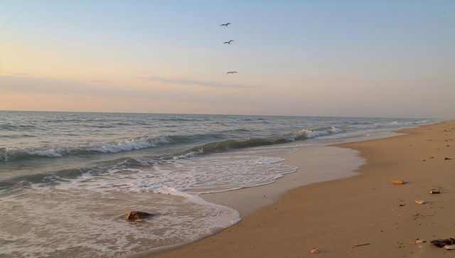Seabirds gliding over sunrise beach with gentle waves lapping sandy shoreline