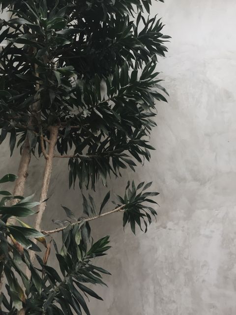 Even olive tree branch with green leaves contrasts with smooth gray concrete wall. Perfect for minimalist interior designs, nature-themed decor, modern living spaces, organic textures, and simplicity concepts.