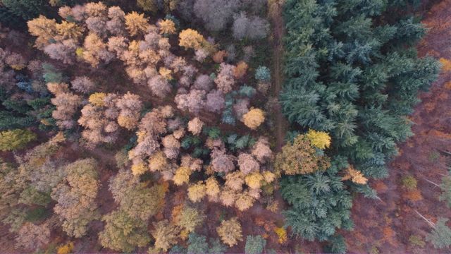 Aerial capturing autumn forest scenery with mixed trees including vibrant foliage and evergreens. Best for nature-inspired designs, environmental campaigns, seasonal promotions, and travel blogs.