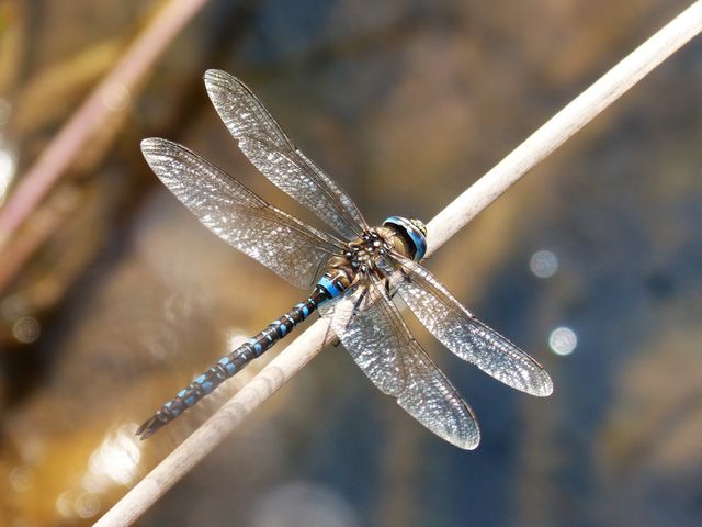 Depicting a dragonfly perched on a slender stem, this image emphasizes the delicate details of its wings and body. Useful for nature enthusiasts, educational purposes, wildlife blogs, and environmental campaigns highlighting biodiversity and insect study.