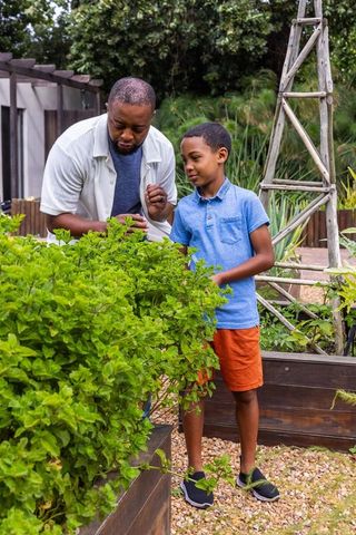 African american father teaching son gardening, inspecting herb plants in backyard raised bed