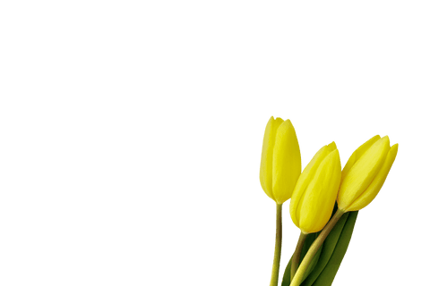 Three Elegant Yellow Tulips on Simple Transparent Background