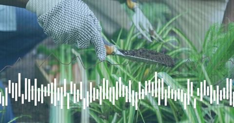 African american gardener preparing soil with trowel and glove, waveform overlay
