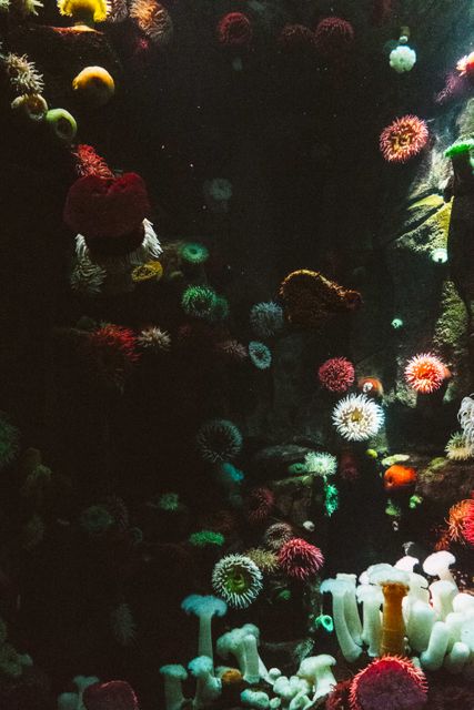 The scene showcases a vibrant underwater environment filled with various species of sea anemones displaying an array of colors. Ideal for educational purposes, environmental campaigns, or promoting marine conservation.