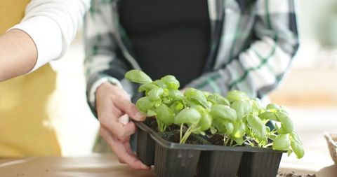 Diverse women holding seed tray with basil seedlings for indoor herb gardening and kitchen