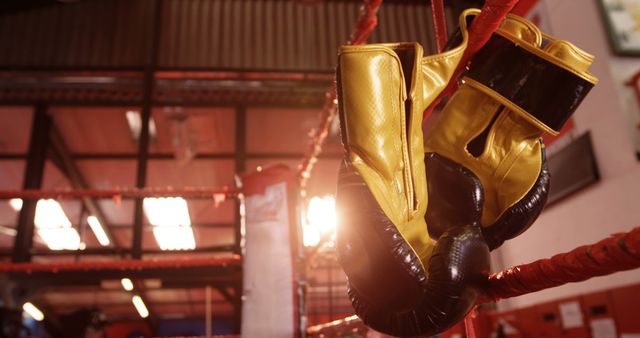 Boxing Gloves Hanging in Gym Ring with Sunlight - Download Free Stock Images Pikwizard.com