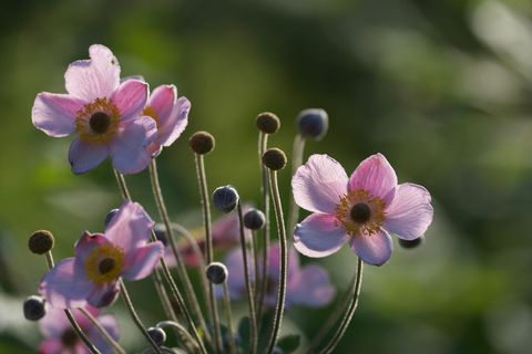 Sunlit pink japanese anemones blooming amidst greenery