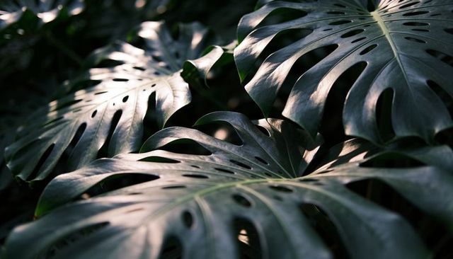 Overlapping monstera leaves catching dappled sunlight, tropical fenestration close-up