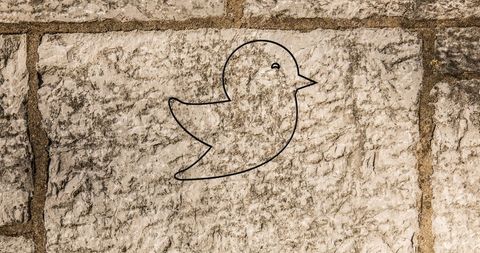 Glowing Neon Bird Icon on Brick Wall Highlighting Social Media Connection - Download Free Stock Images Pikwizard.com