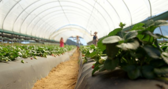 Strawberry plants are growing in a well-maintained greenhouse, with rows of plants visible on both sides. Workers are seen in the background engaged in harvesting. This image captures modern agricultural methods and is perfect for articles or advertisements related to farming, organic food production, sustainable agriculture, and horticulture practices.
