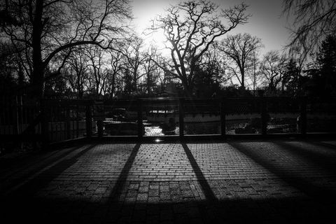 Serene Urban Park in Black and White with Tree Silhouettes