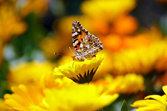 A stunning butterfly with intricately patterned wings resting on a bright yellow flower, surrounded by other blooms. This close-up captures the beauty of nature and wildlife in a spring garden. Ideal for use in nature articles, wildlife blogs, environmental campaigns, and floral magazines.