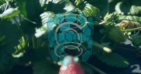 Strawberry Plant with Innovative Teal Interface Technology