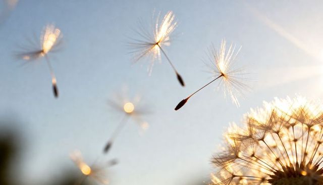 Golden dandelion seeds drifting through sunlit sky backlit parachutes and soft bokeh glow
