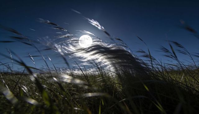 Bending moonlit dune grass, backlit tussock streaming silhouettes under full moon glow