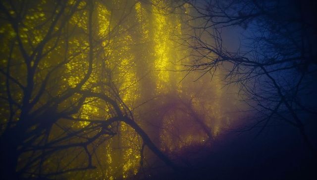 Golden Sunbeams Illuminating Foggy Forest Scene