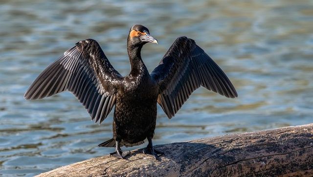 Sunlit cormorant spreading wings on weathered log over rippling water at golden hour