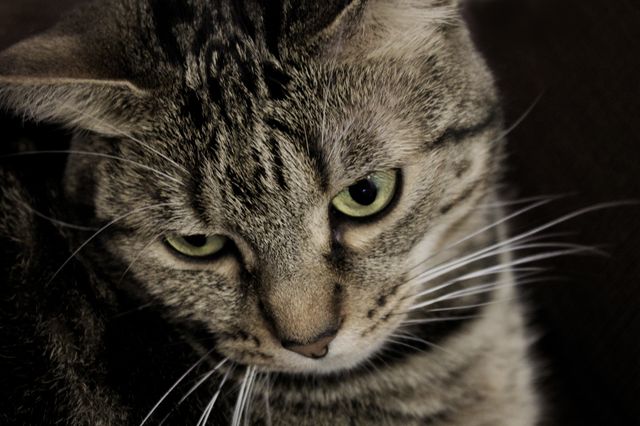 Close-up shot of a tabby cat with green eyes displaying an intense and focused stare. Ideal for use in pet product advertising, animal care brochures, veterinary campaigns, or blogs about feline behavior and cat characteristics.