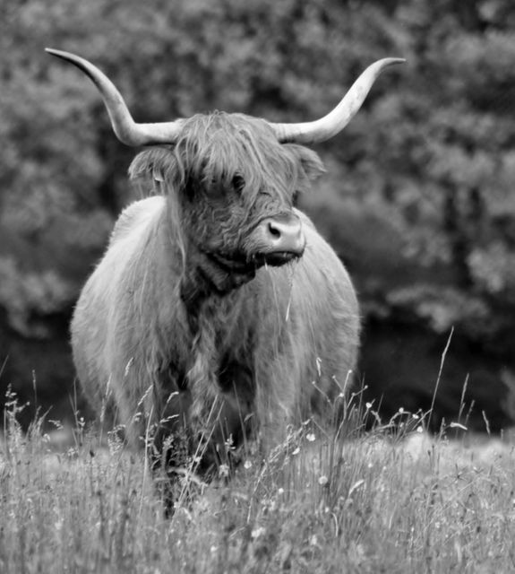 Highland cow with characteristic long horns and fur grazing in a meadow. Dense foliage in background. Suitable for articles on rural life, agriculture, Scottish wildlife, animal husbandry, or nature and wildlife photography.