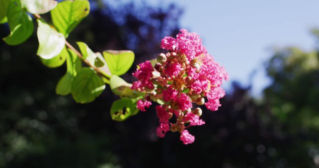 Close-up of vibrant pink flowers blooming on a green tree branch with sunlight illuminating the scene. Perfect for use in spring and summer-themed designs, gardening content, floral background, and nature-related educational materials.