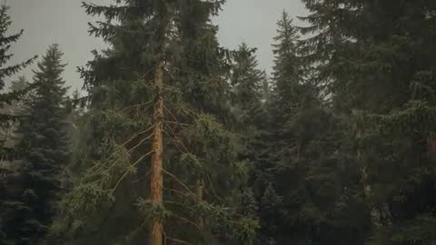 Swaying Evergreen Forest Canopy During Overcast Windy Day - Tall Conifers Moving