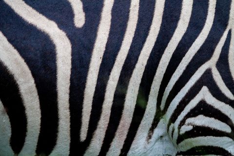 Close-Up Detail of Zebra Stripes in Nature