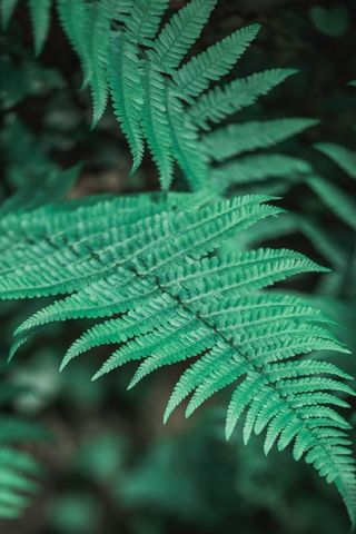 Vibrant Green Ferns in Close-up with Soft Background