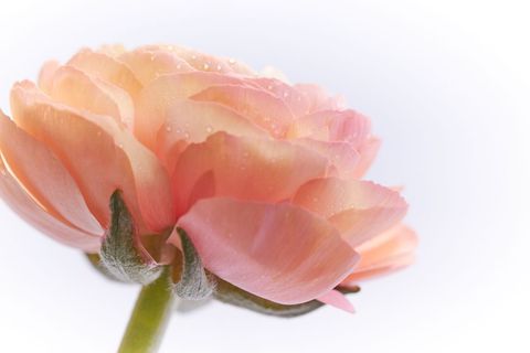 Soft peach ranunculus blossom with dew drops macro close-up for floral design