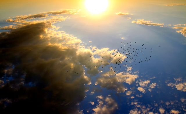 Birds Flying in the Sky during Daytime - Download Free Stock Photos Pikwizard.com