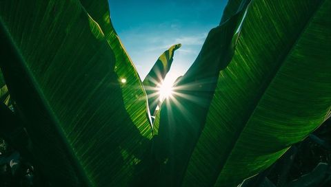 Sunlight Radiating Through Banana Leaves in a Tropical Garden
